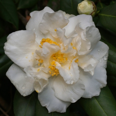 Yuki-botan